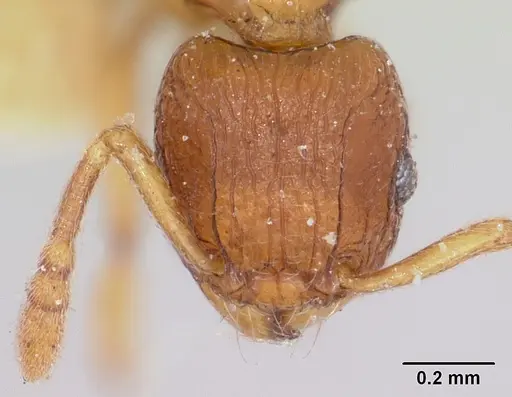 Tetramorium sikorae - CASENT0101260