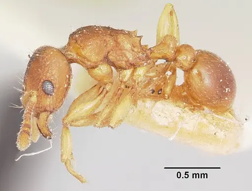 Tetramorium sikorae - CASENT0101260