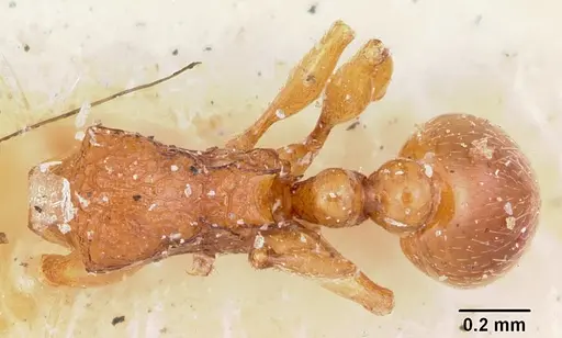 Tetramorium sikorae - CASENT0101898