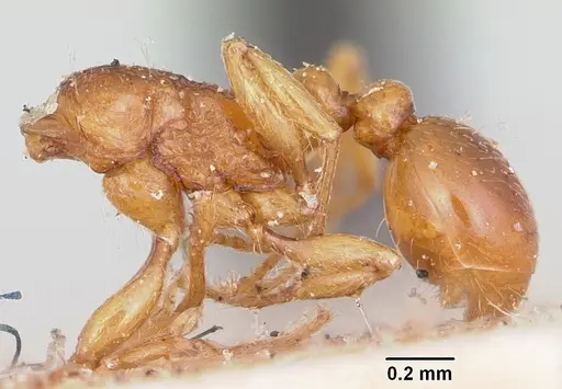 Tetramorium sikorae - CASENT0101898