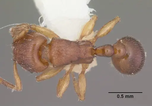 Tetramorium sikorae - CASENT0102402