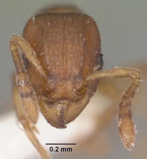 Tetramorium sikorae - CASENT0102402