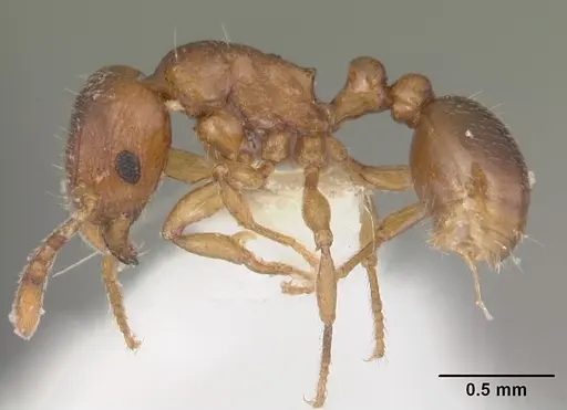Tetramorium sikorae - CASENT0102402
