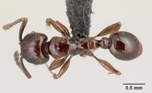 Tetramorium silvicola specimen