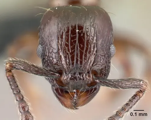 Tetramorium silvicola specimen