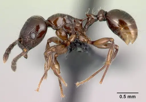 Tetramorium silvicola specimen