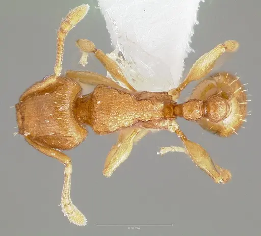 Tetramorium simillimum specimen