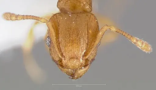 Tetramorium simillimum specimen