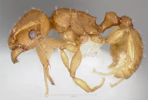 Tetramorium simillimum specimen