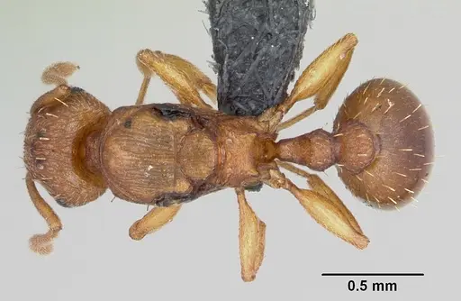 Tetramorium simillimum - CASENT0060701