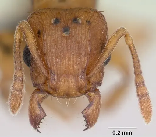 Tetramorium simillimum - CASENT0060701