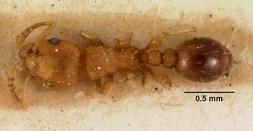 Tetramorium simillimum - CASENT0101495