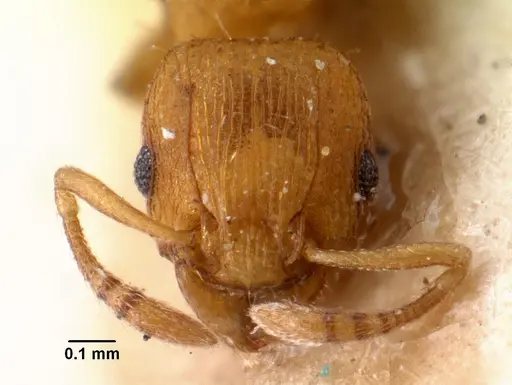 Tetramorium simillimum - CASENT0101495