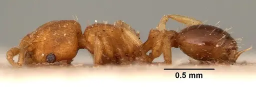 Tetramorium simillimum - CASENT0101495