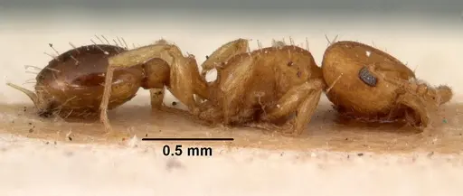 Tetramorium simillimum - CASENT0101495