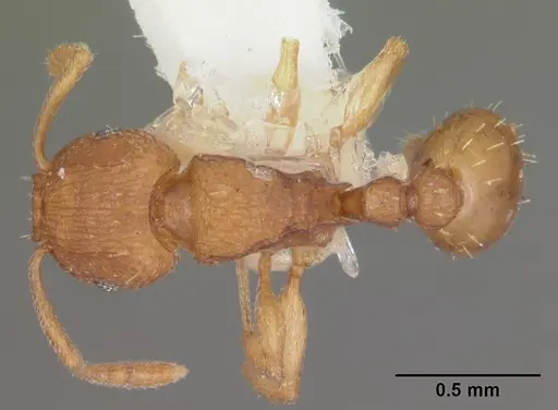 Tetramorium simillimum - CASENT0102390
