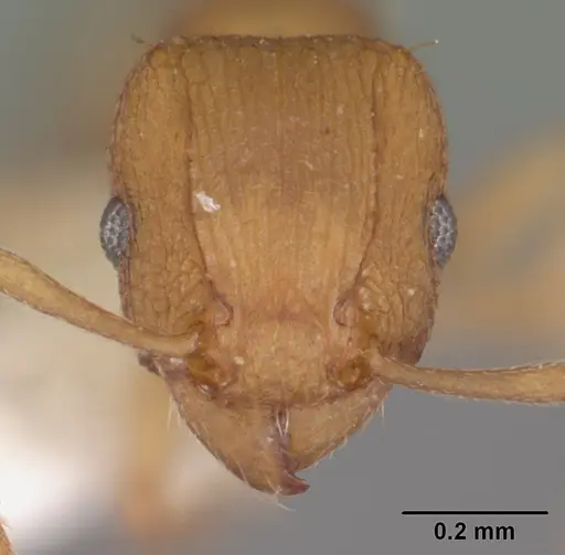 Tetramorium simillimum - CASENT0102390