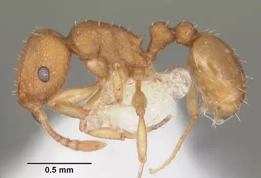 Tetramorium simillimum - CASENT0102390