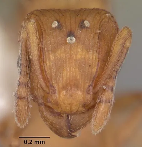 Tetramorium simillimum - CASENT0102741