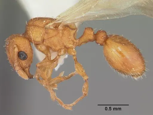 Tetramorium simillimum - CASENT0102741