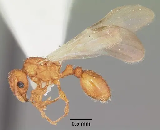 Tetramorium simillimum - CASENT0102741