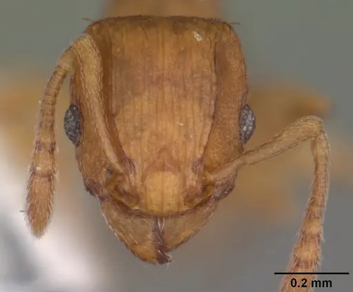 Tetramorium simillimum - CASENT0102742