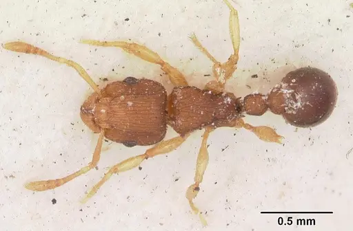 Tetramorium simillimum - CASENT0102937