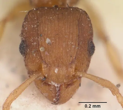Tetramorium simillimum - CASENT0102937