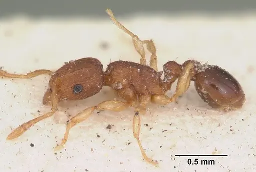 Tetramorium simillimum - CASENT0102937
