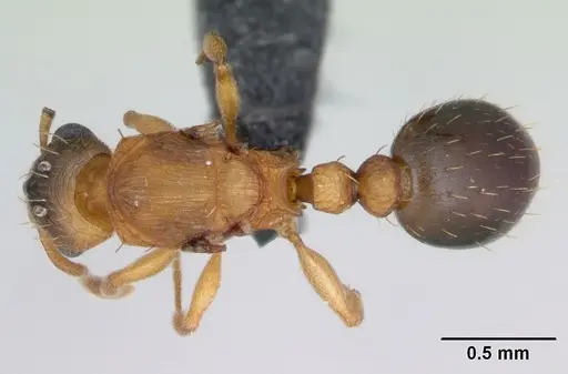 Tetramorium simillimum - CASENT0125195