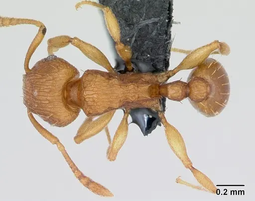 Tetramorium simillimum - CASENT0135001