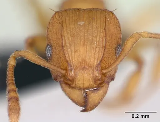 Tetramorium simillimum - CASENT0135001