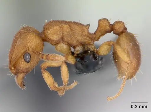 Tetramorium simillimum - CASENT0135001