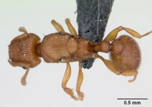Tetramorium simillimum - CASENT0135019