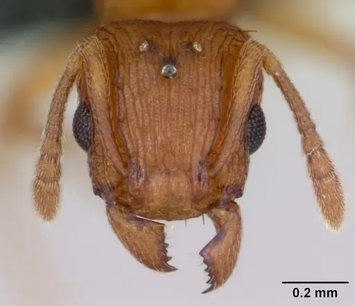 Tetramorium simillimum - CASENT0135019