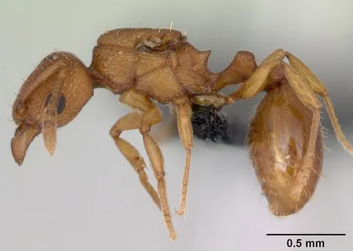 Tetramorium simillimum - CASENT0135019