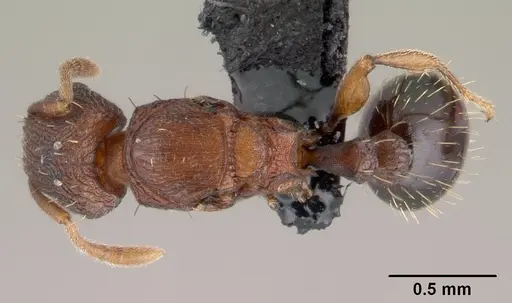 Tetramorium simillimum - CASENT0146901