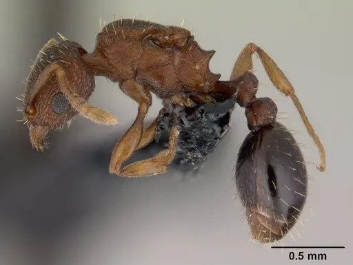Tetramorium simillimum - CASENT0146901