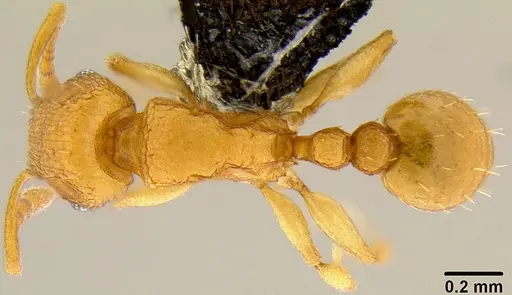 Tetramorium simillimum - CASENT0171034