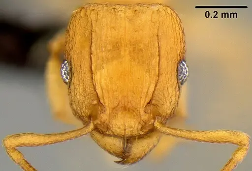 Tetramorium simillimum - CASENT0171034