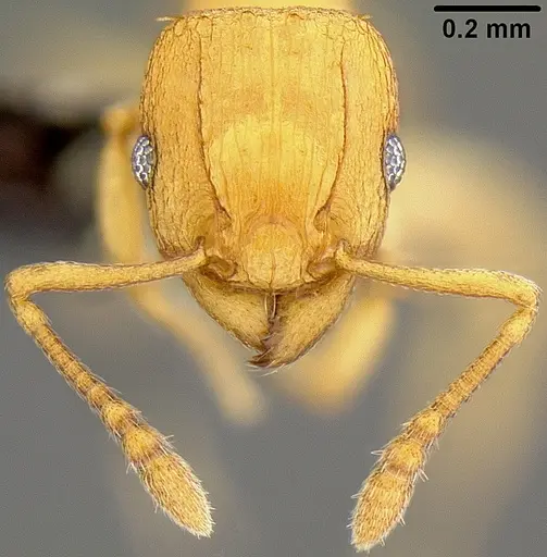 Tetramorium simillimum - CASENT0171034