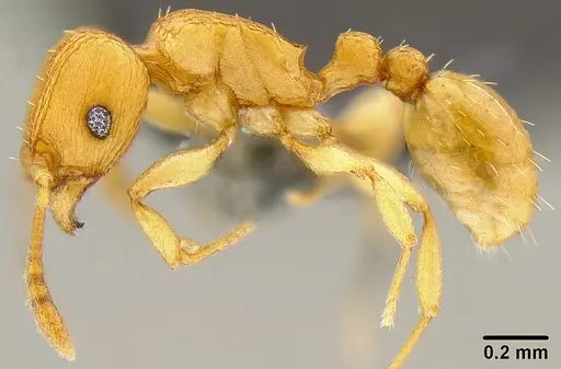 Tetramorium simillimum - CASENT0171034