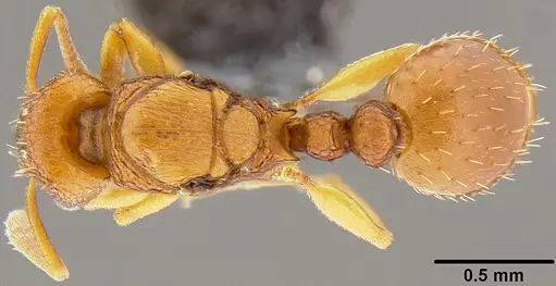 Tetramorium simillimum - CASENT0171122