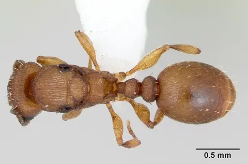 Tetramorium simillimum - CASENT0173290