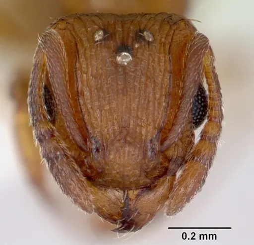 Tetramorium simillimum - CASENT0173290