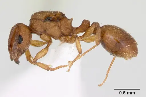 Tetramorium simillimum - CASENT0173290