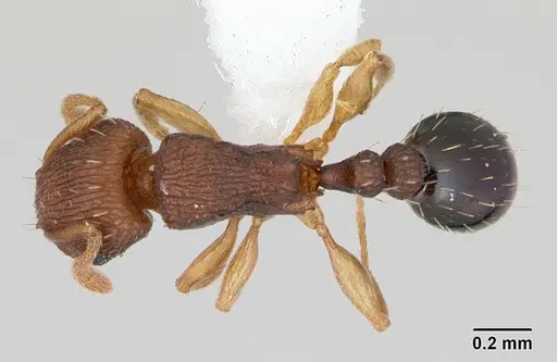 Tetramorium simillimum - CASENT0173291