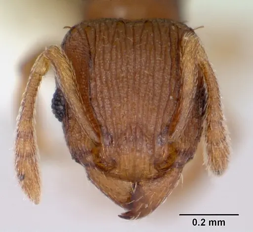 Tetramorium simillimum - CASENT0173291