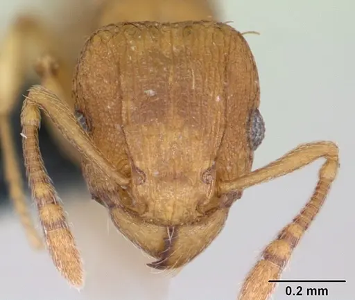 Tetramorium simillimum - CASENT0173318