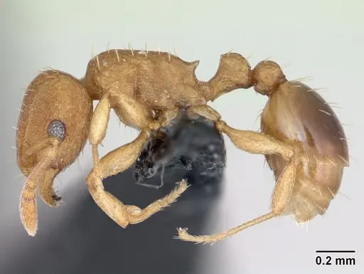 Tetramorium simillimum - CASENT0173318